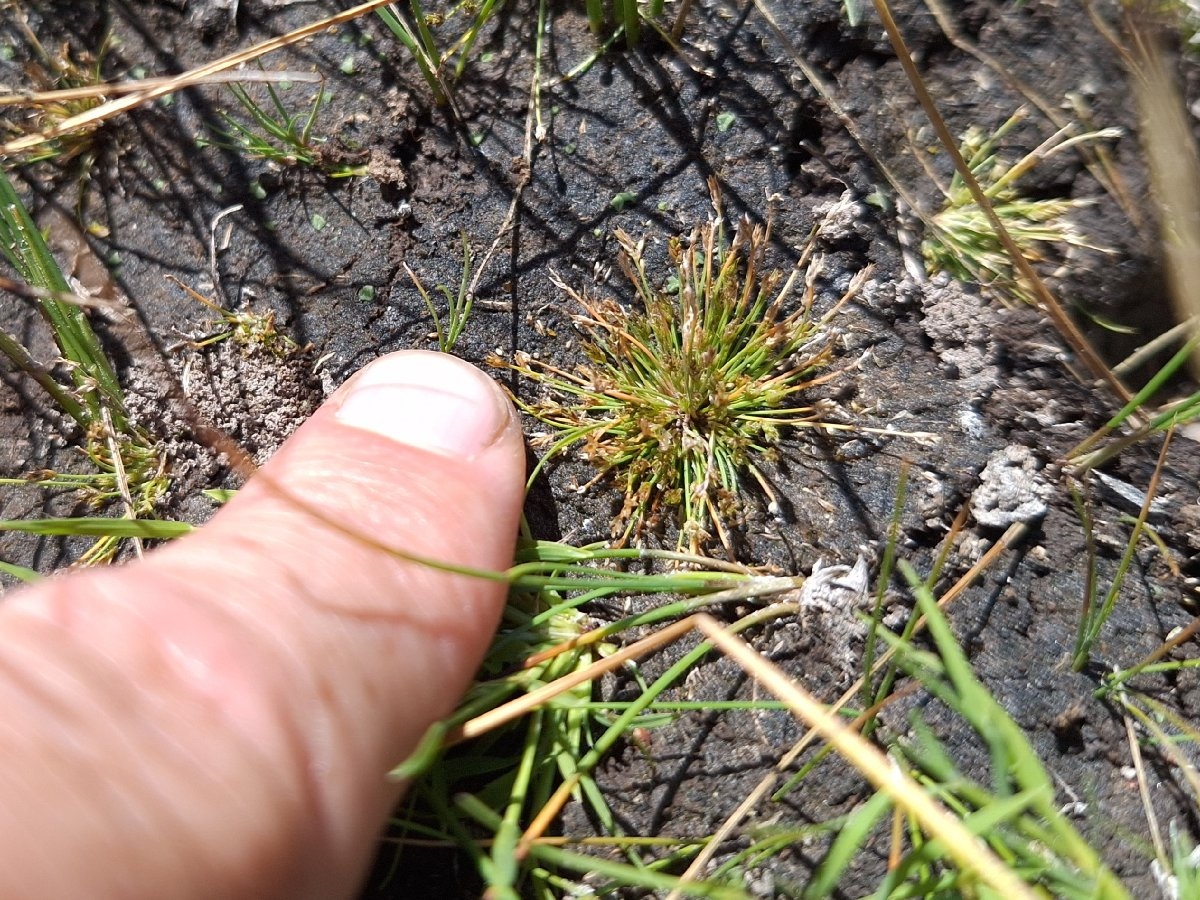 Eleocharis bella