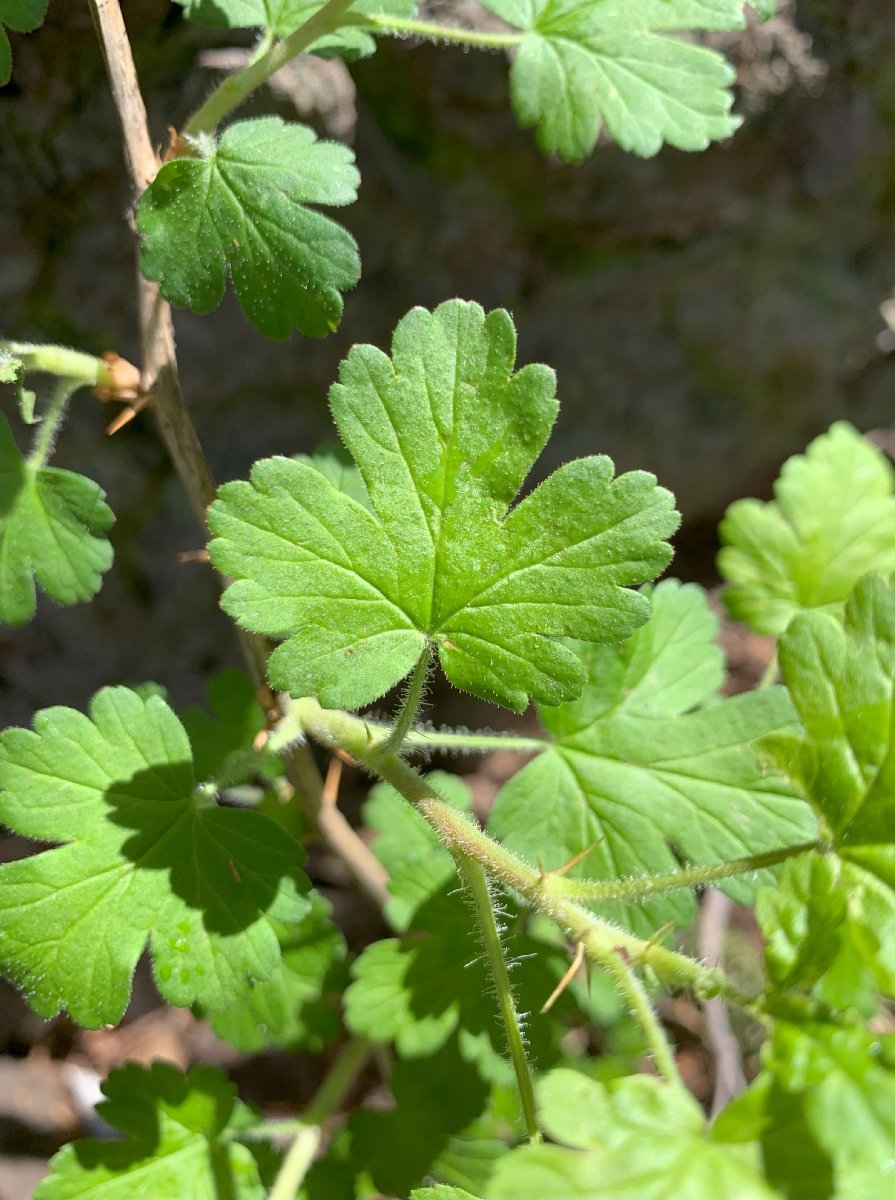 Ribes montigenum