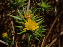 Hemizonia parryi ssp. congdonii