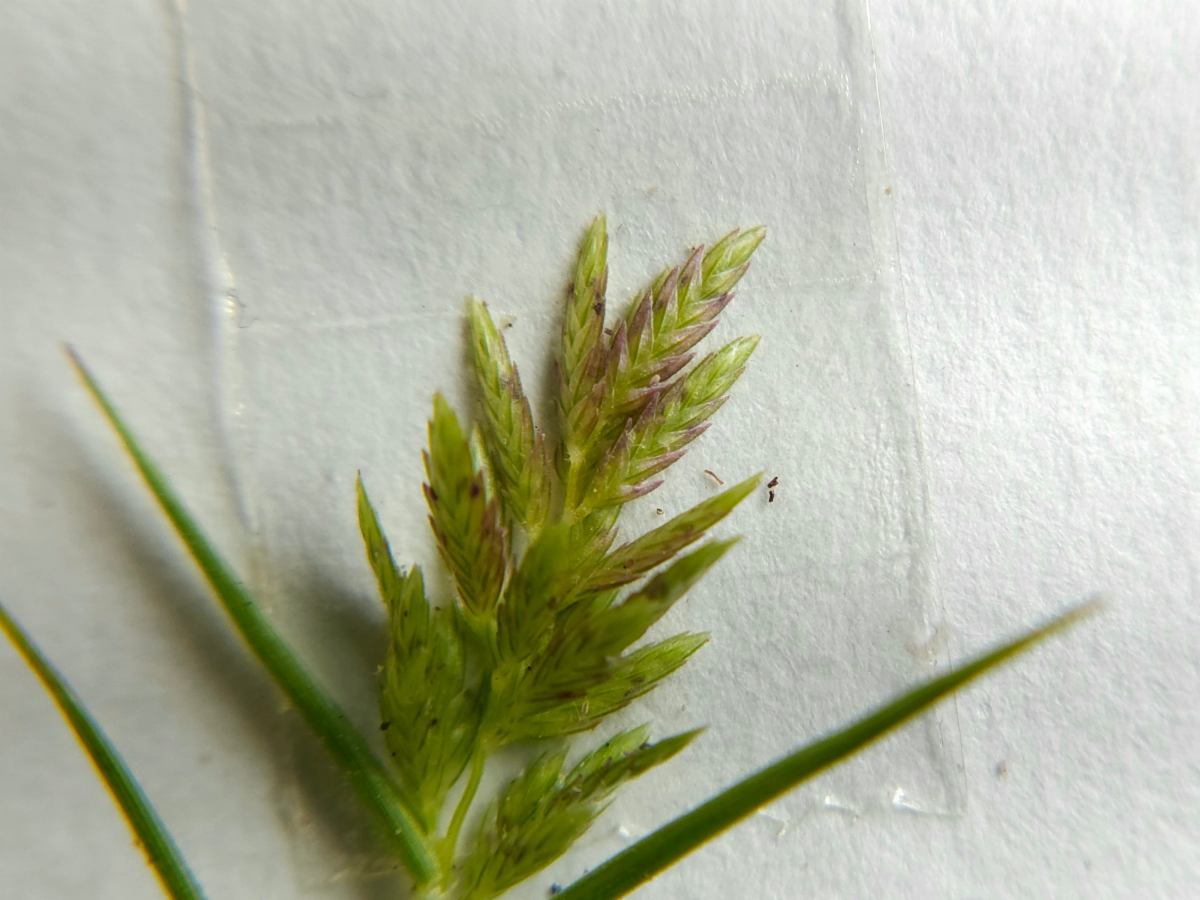 Eragrostis hypnoides