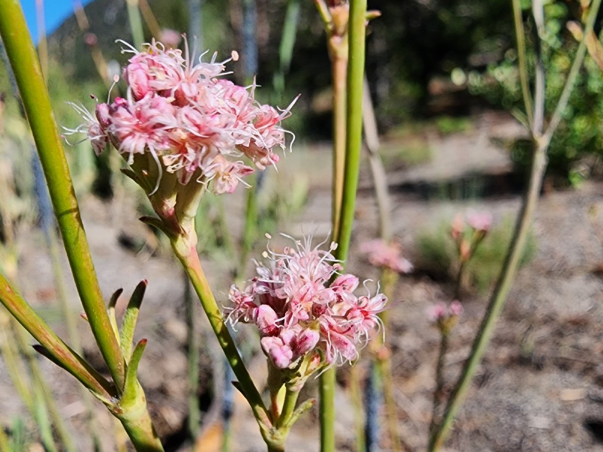 Eriogonum elatum