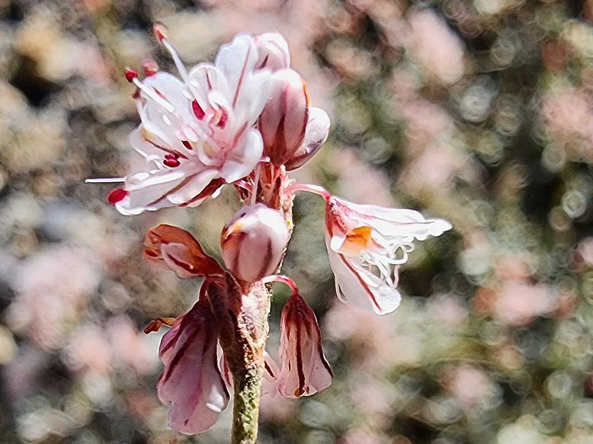 Eriogonum elatum