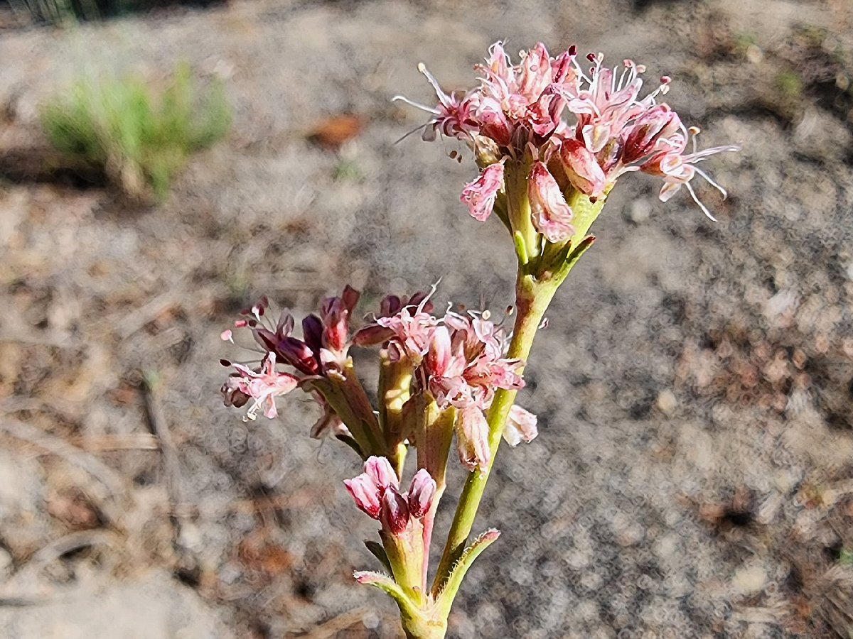 Eriogonum elatum