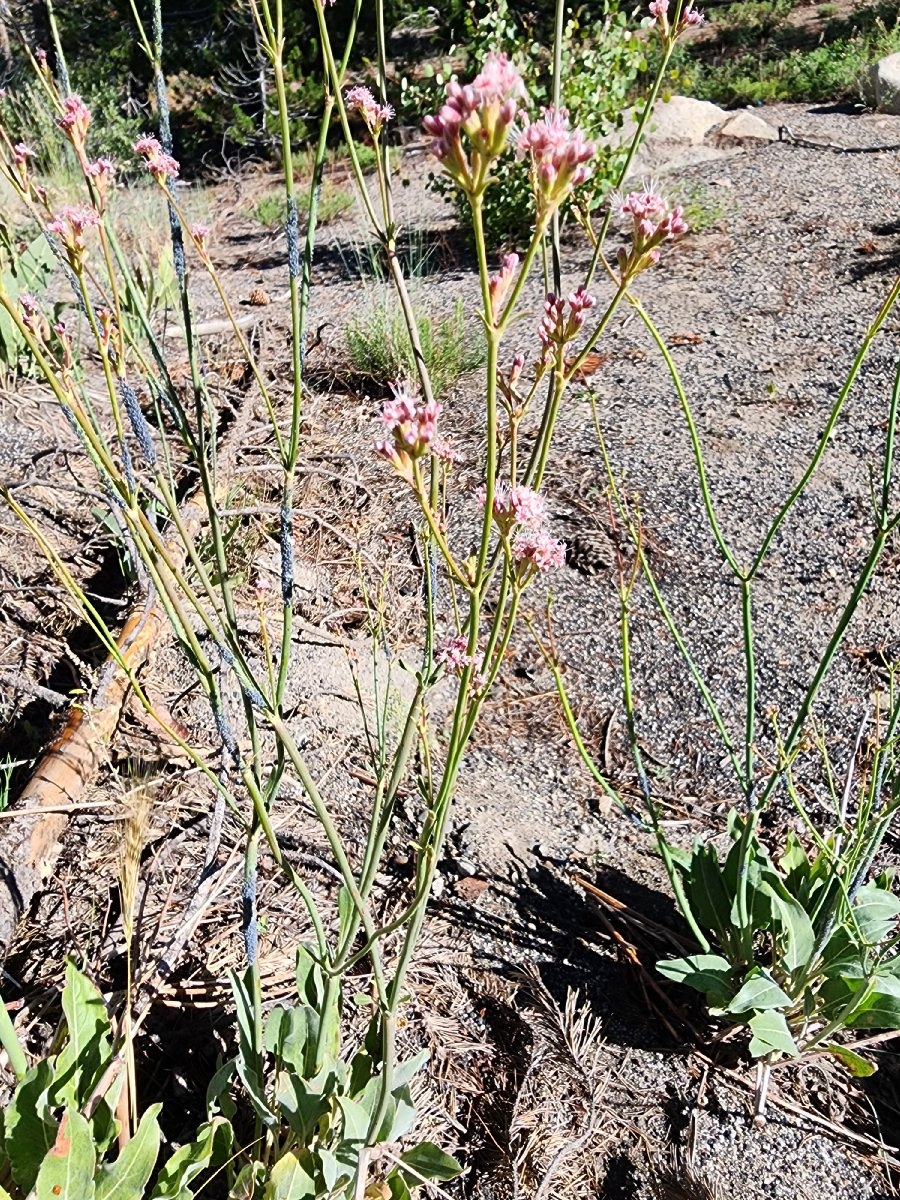 Eriogonum elatum