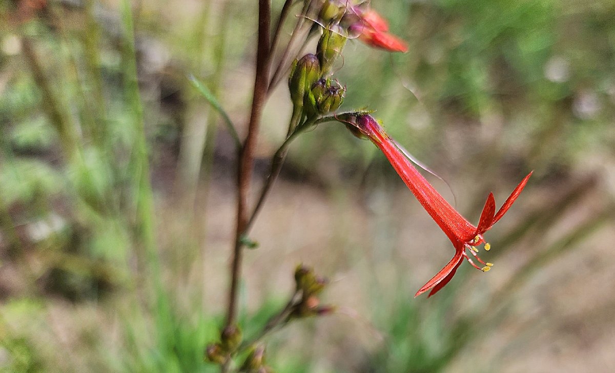 Ipomopsis aggregata