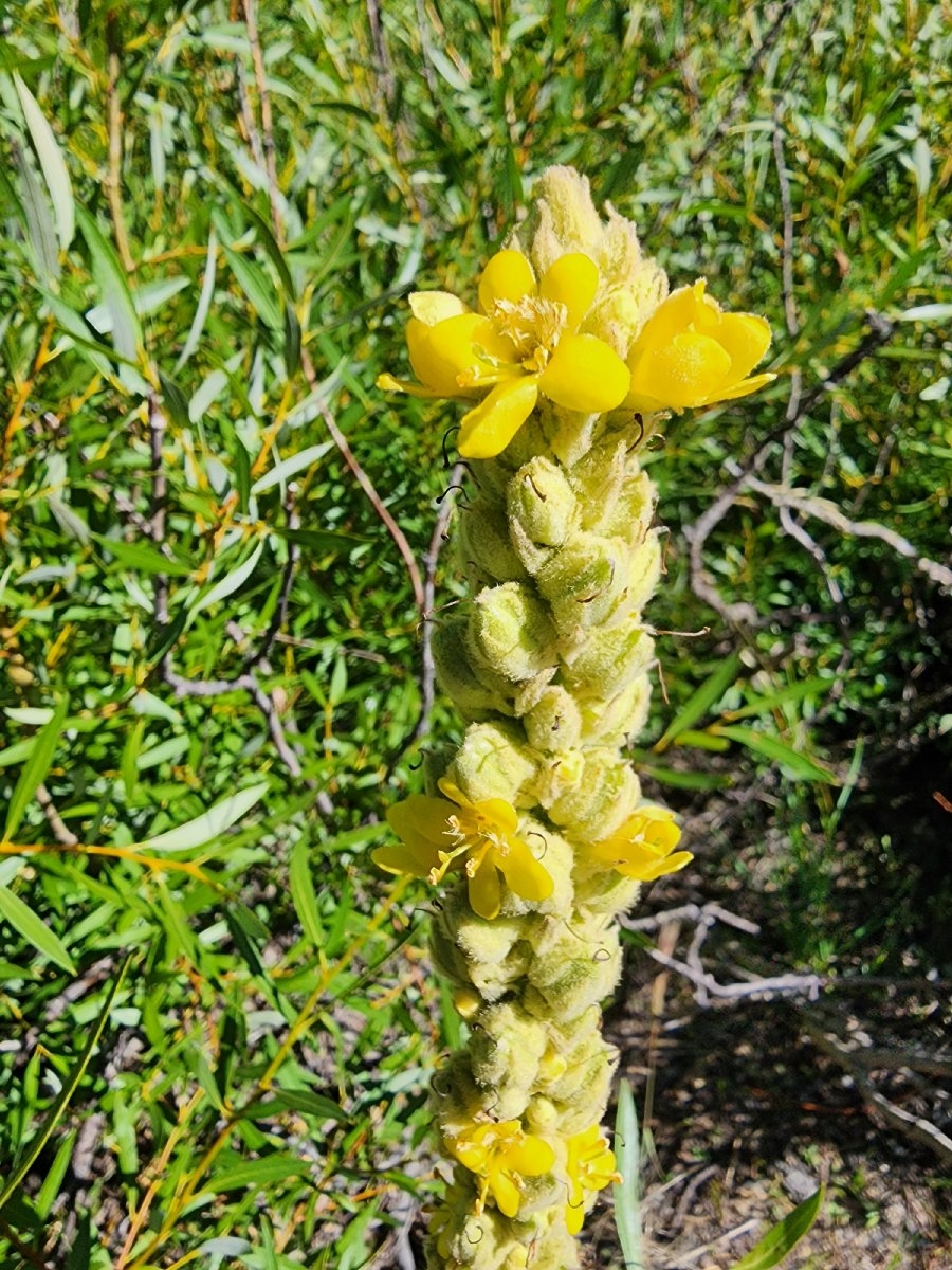 Verbascum thapsus