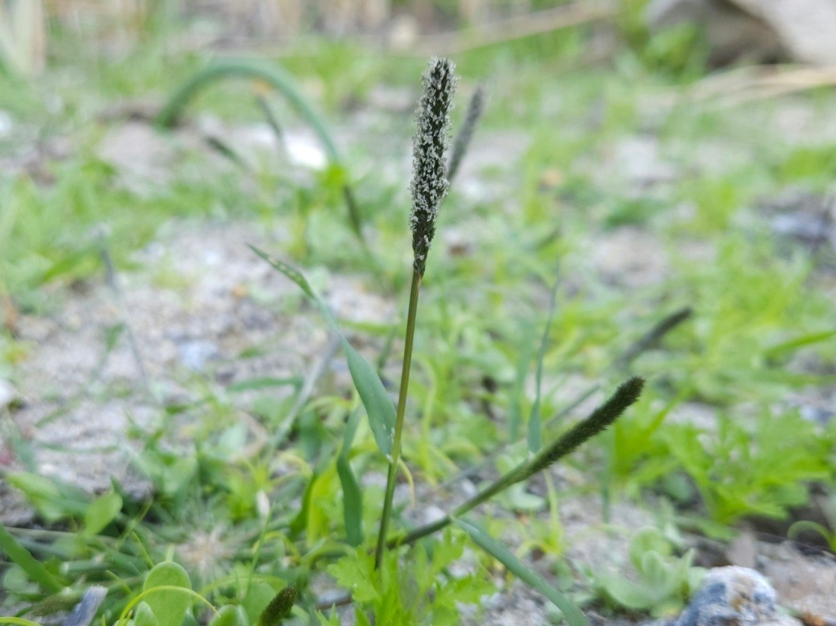 Crypsis alopecuroides