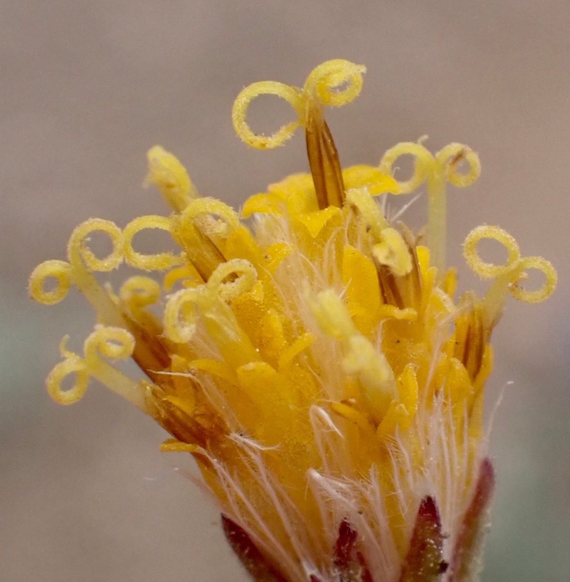 Raillardella argentea