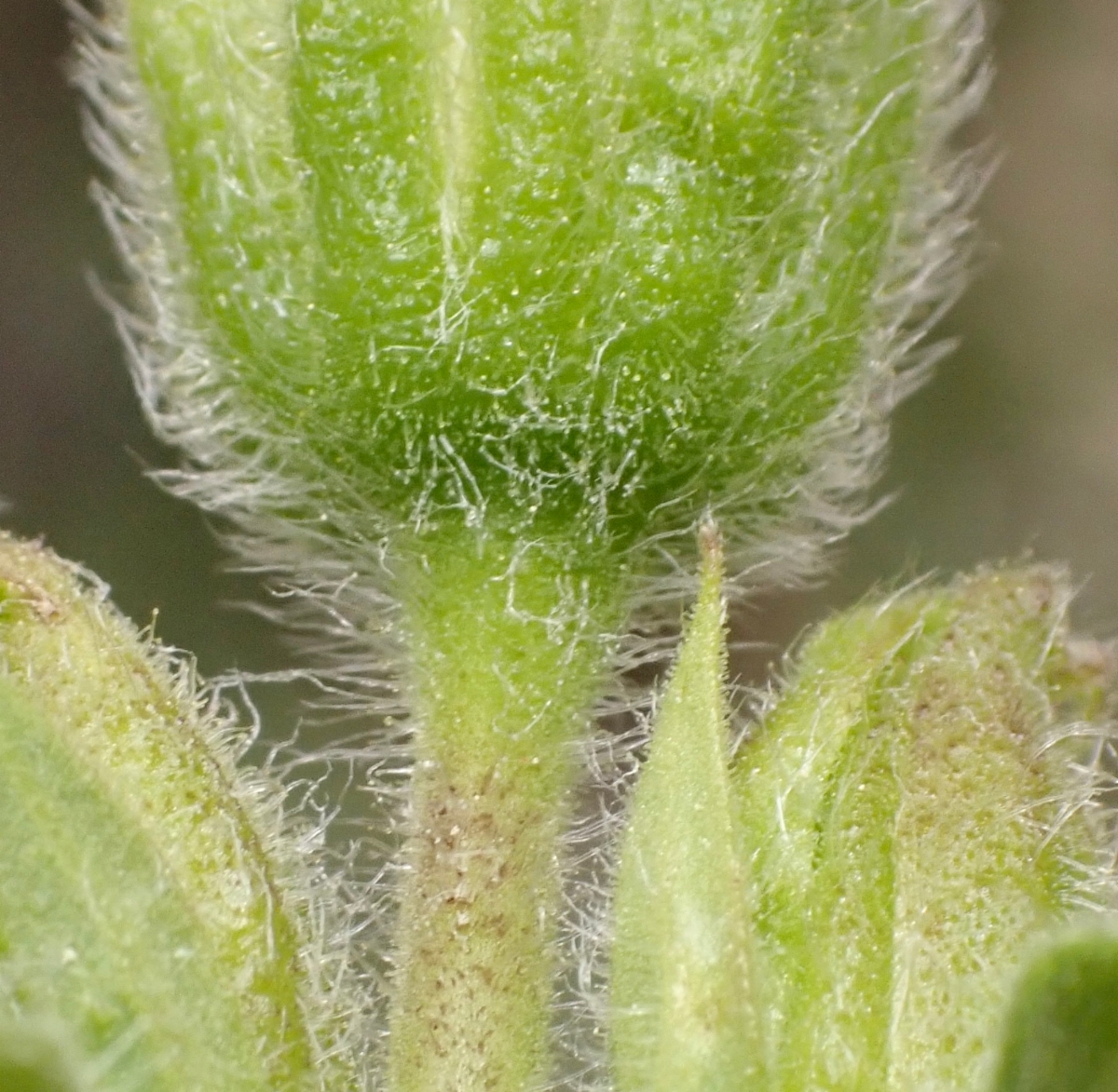 Arnica cordifolia