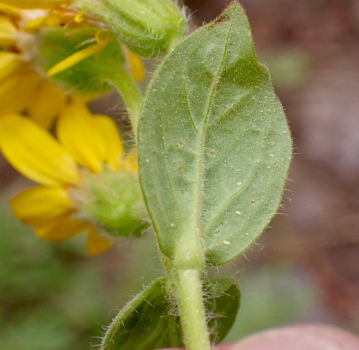 Arnica cordifolia