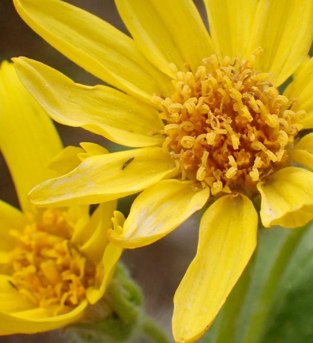 Arnica cordifolia