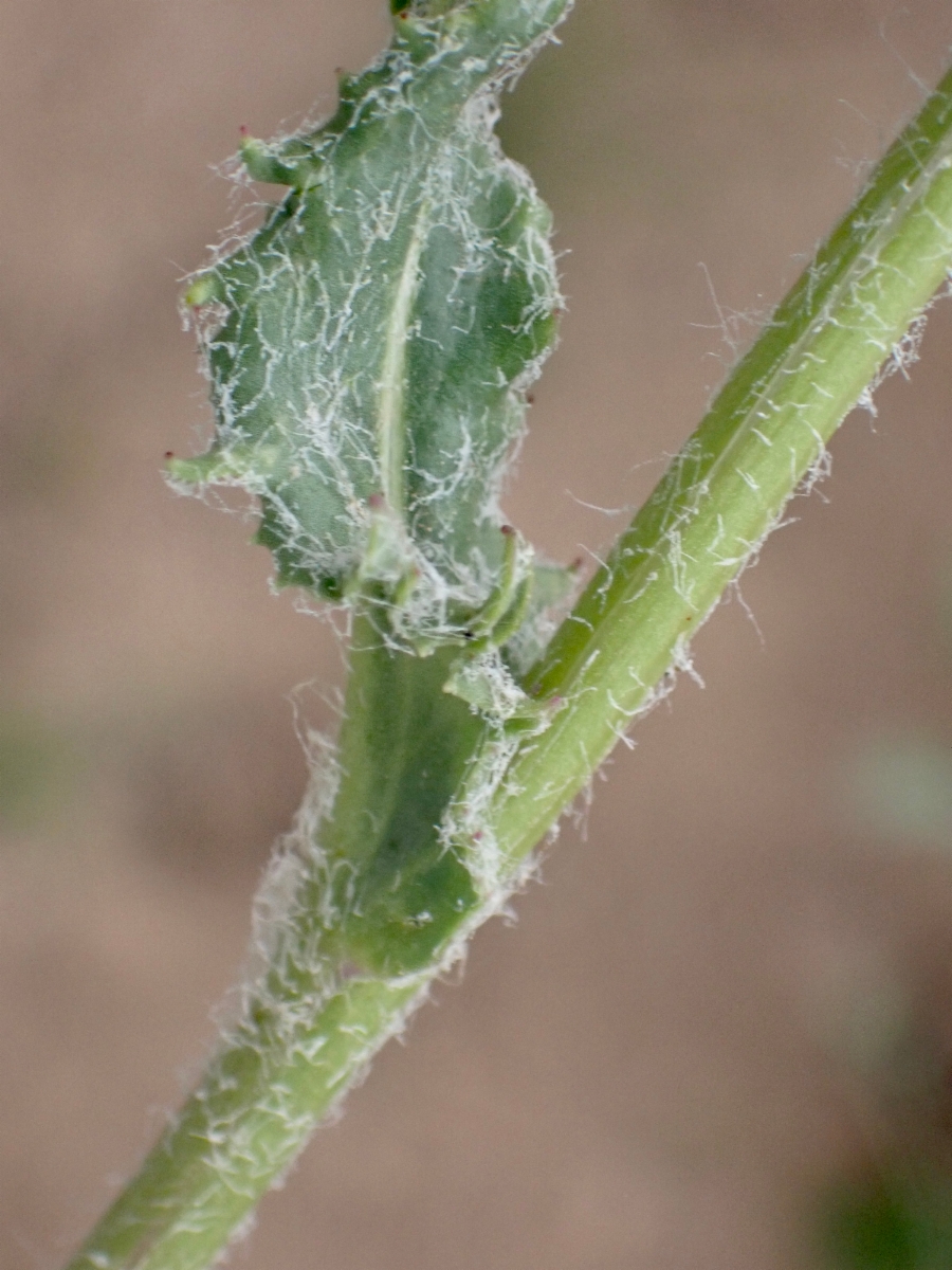 Senecio integerrimus var. exaltatus