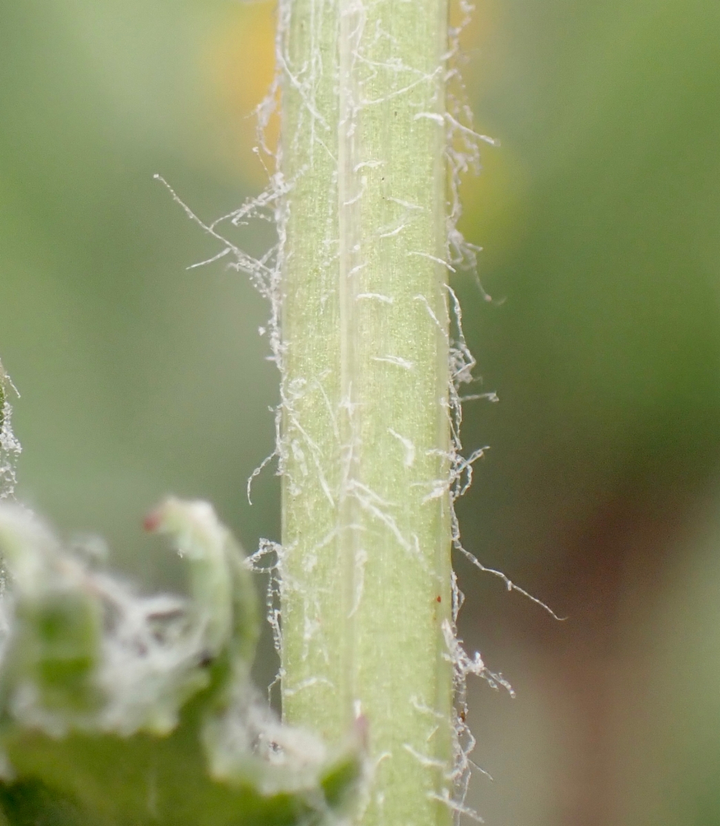 Senecio integerrimus var. exaltatus