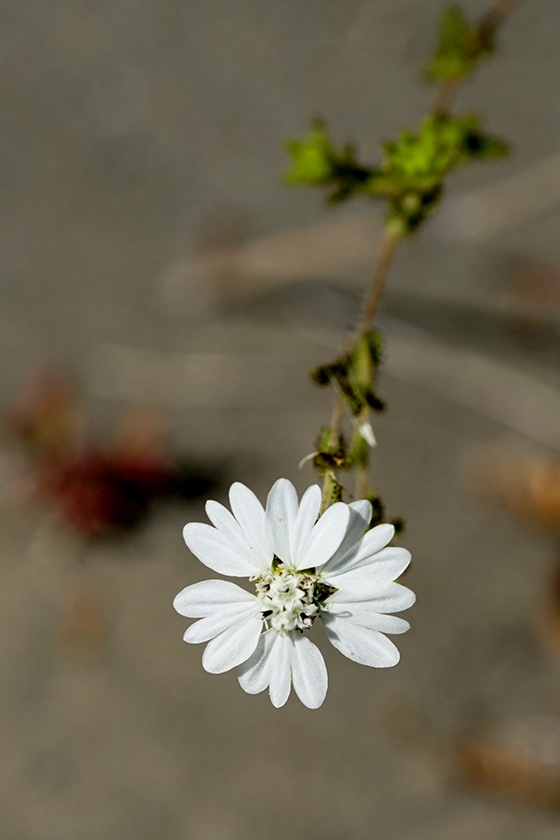 Hemizonia congesta