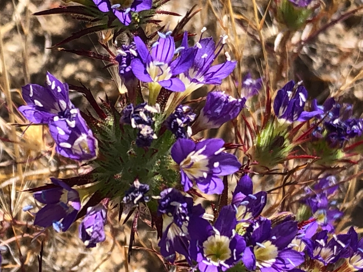 Navarretia viscidula