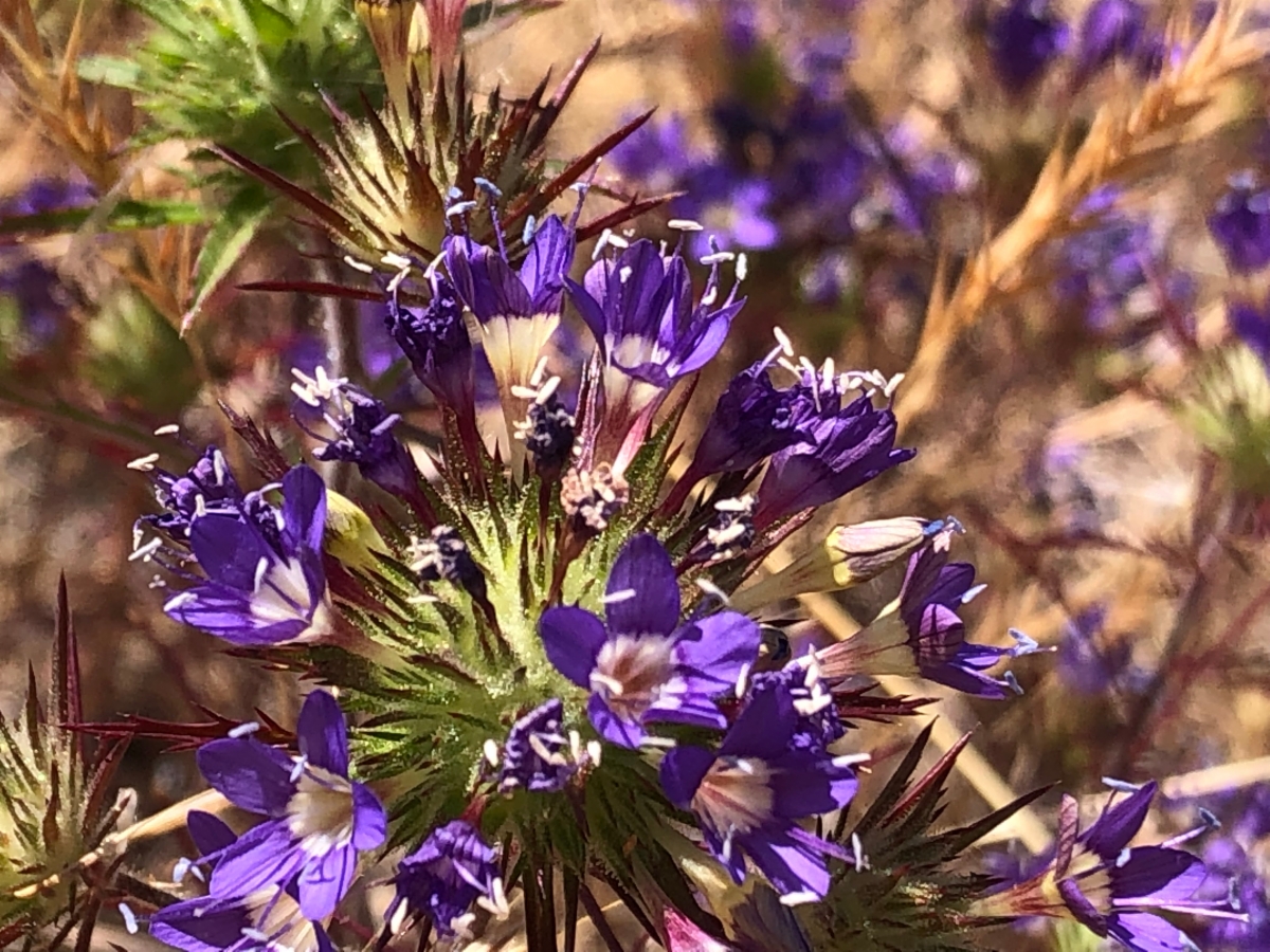 Navarretia viscidula