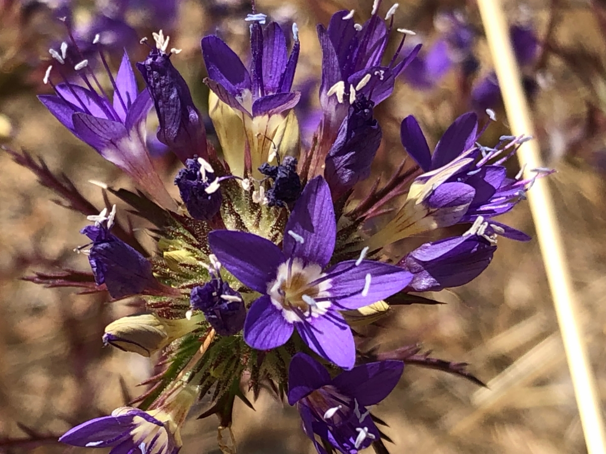 Navarretia viscidula