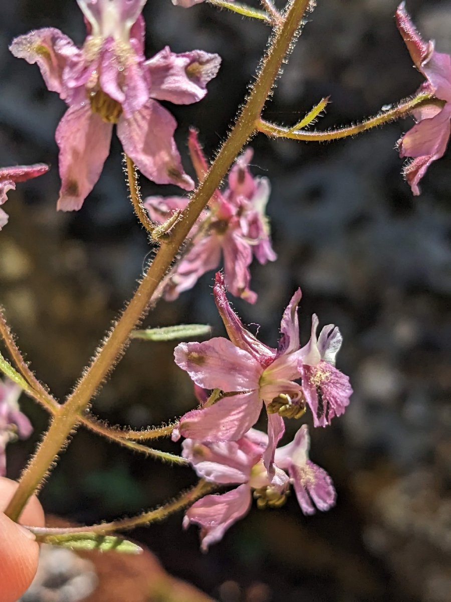 Delphinium purpusii