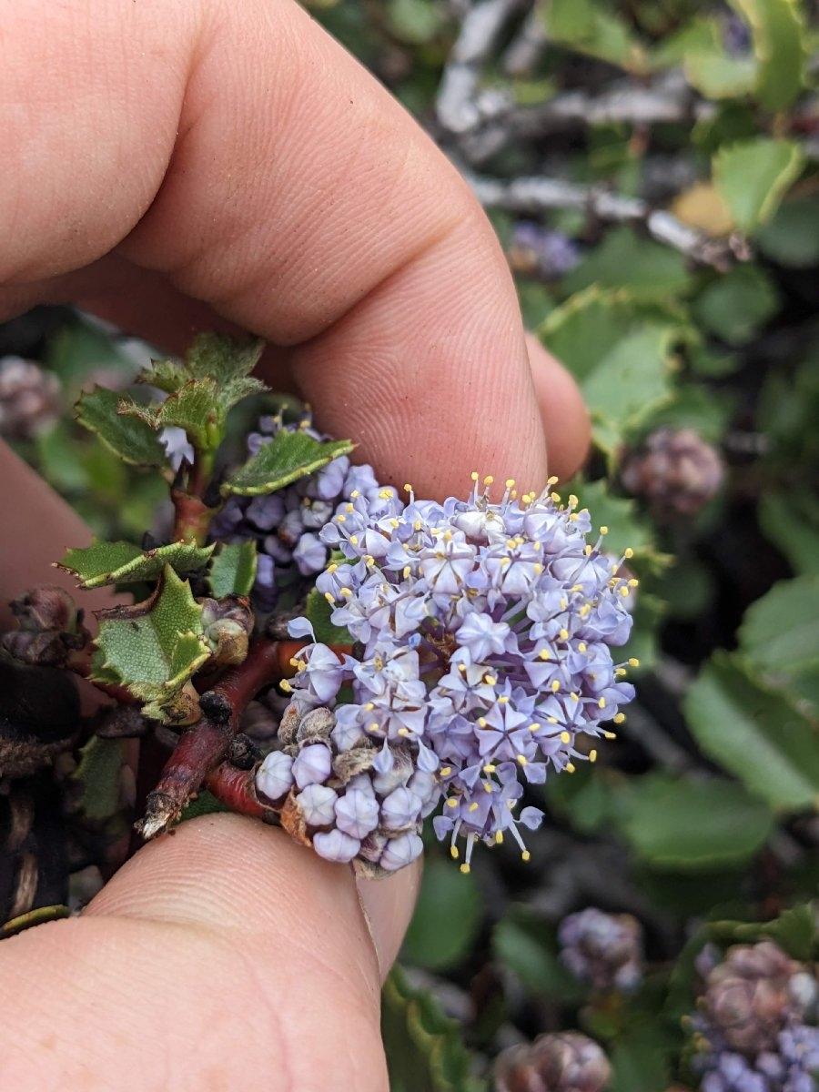 Ceanothus pinetorum