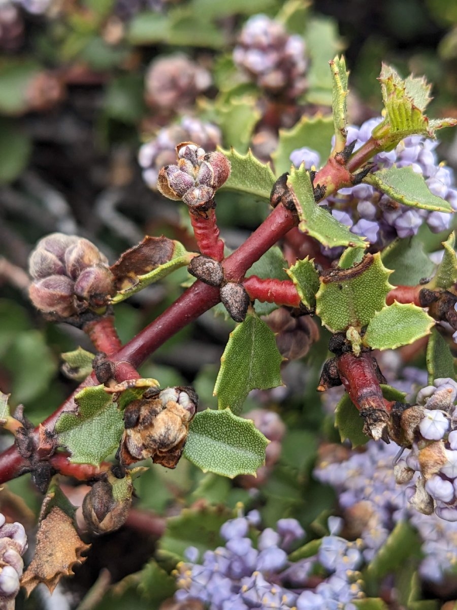 Ceanothus pinetorum