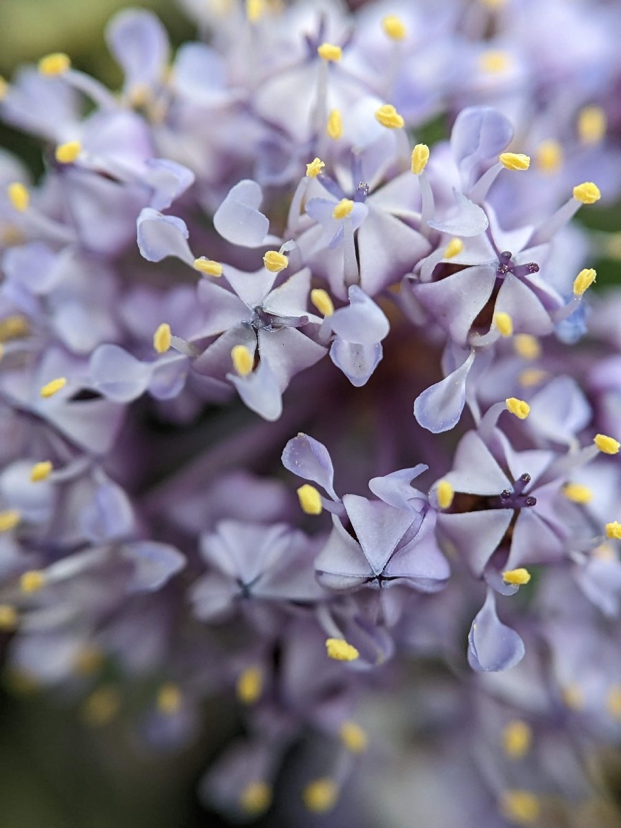 Ceanothus pinetorum