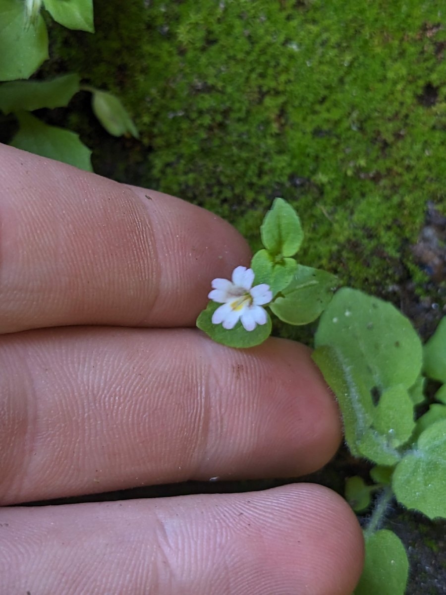 Erythranthe inconspicua