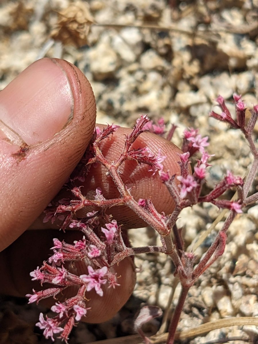 Chorizanthe xanti var. xanti