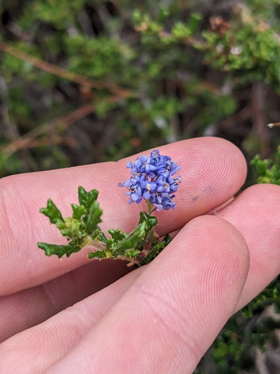 Ceanothus dentatus