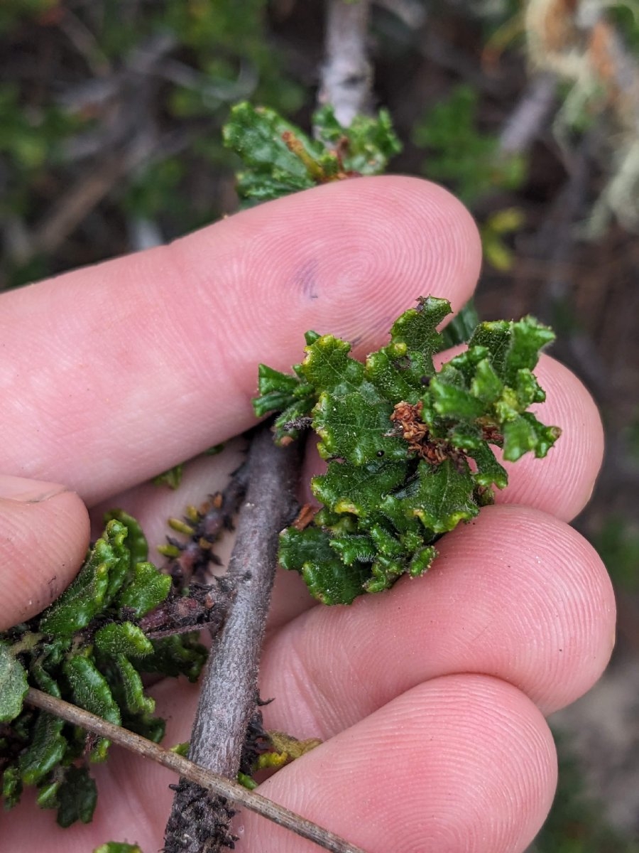 Ceanothus dentatus