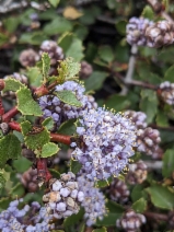 Ceanothus pinetorum