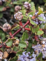 Ceanothus pinetorum