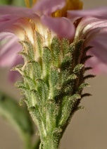 Corethrogyne filaginifolia var. latifolia