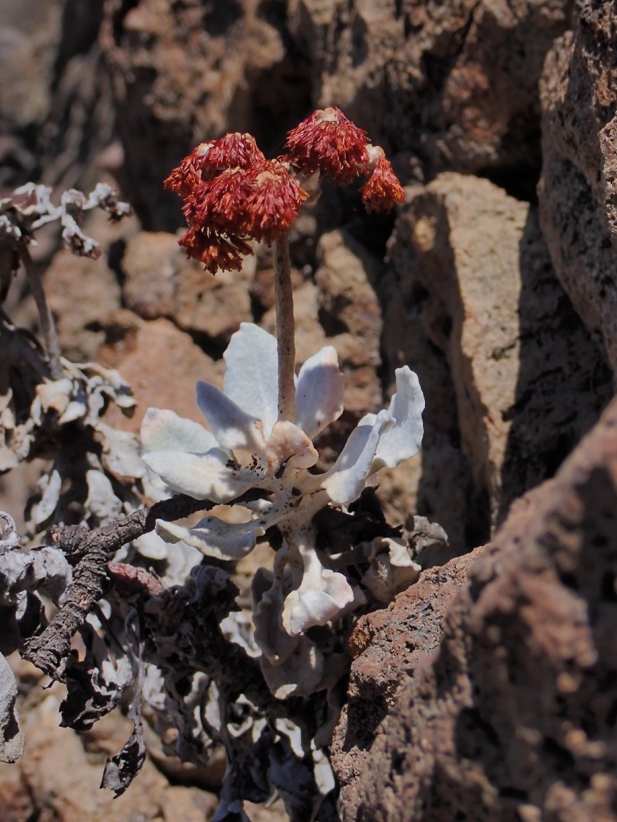 Eriogonum crocatum