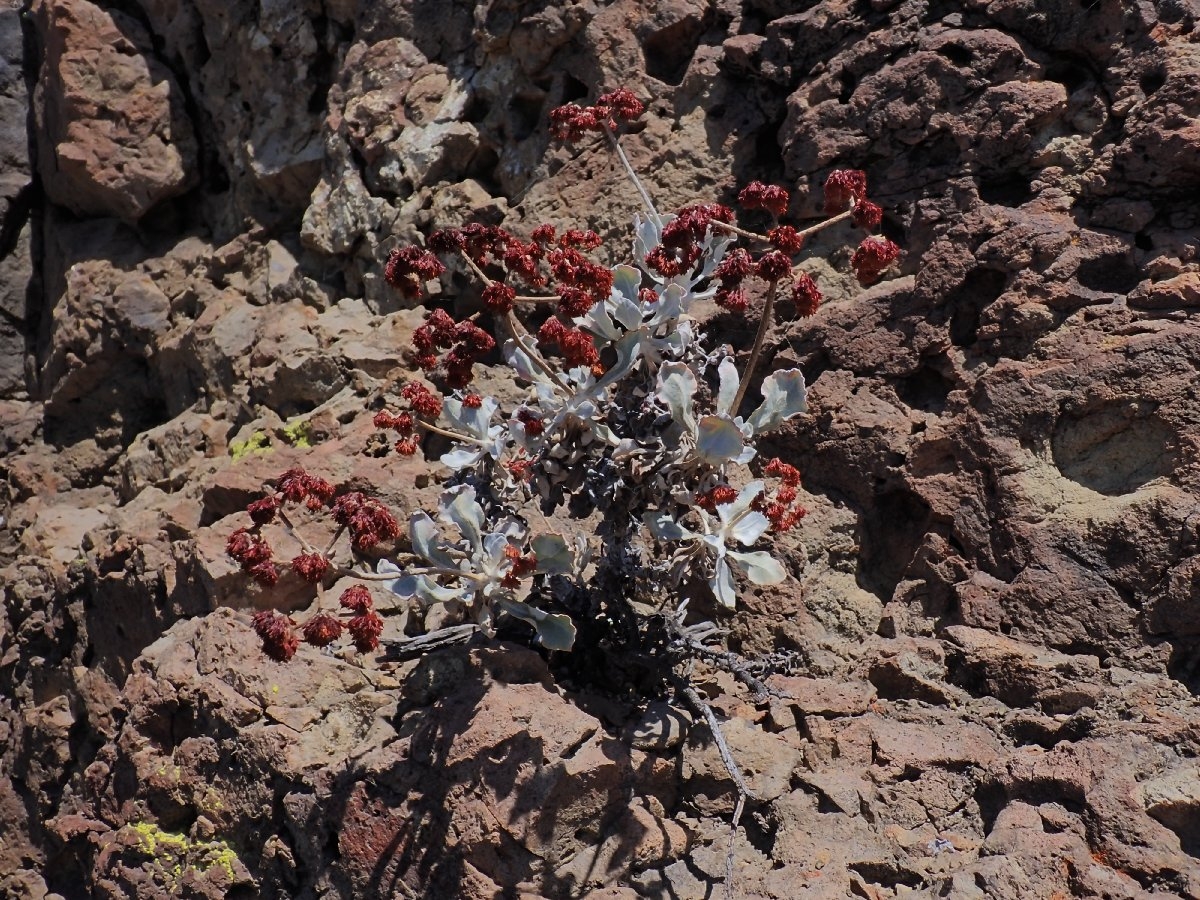 Eriogonum crocatum