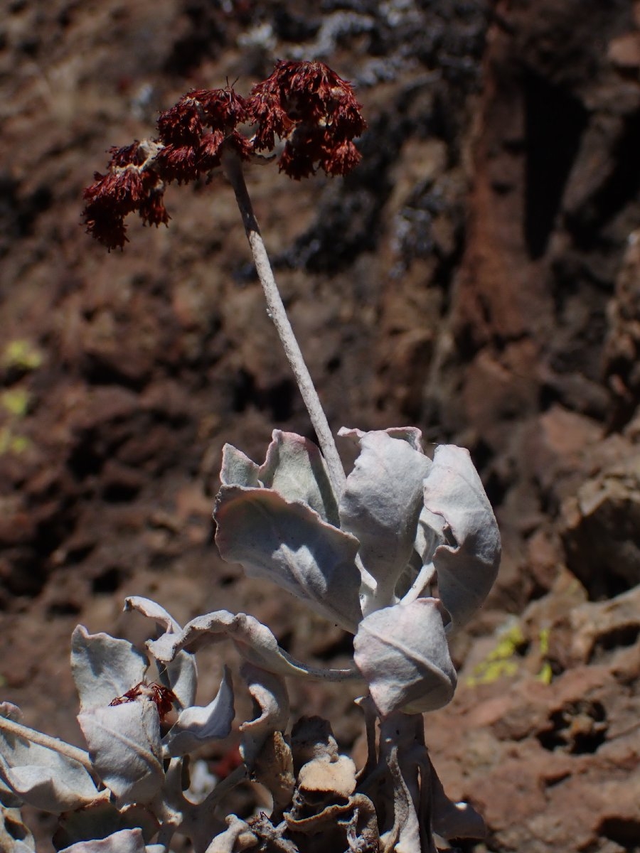 Eriogonum crocatum