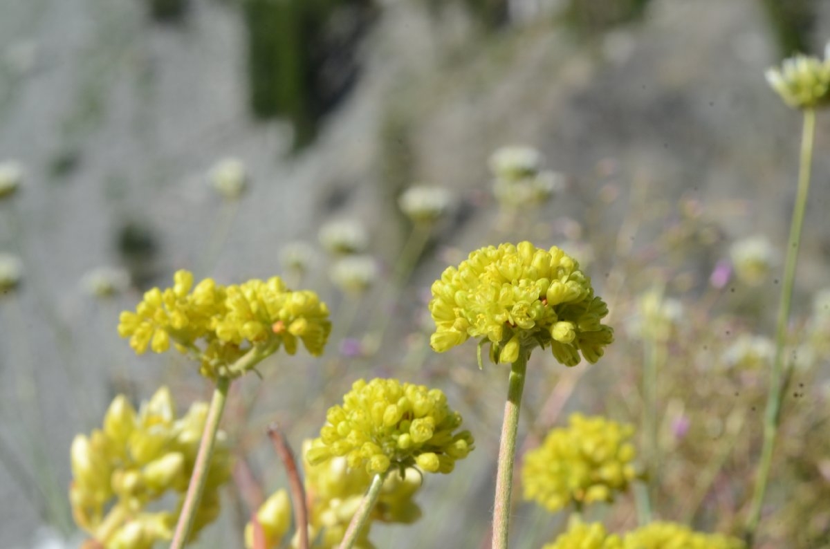 Eriogonum diclinum