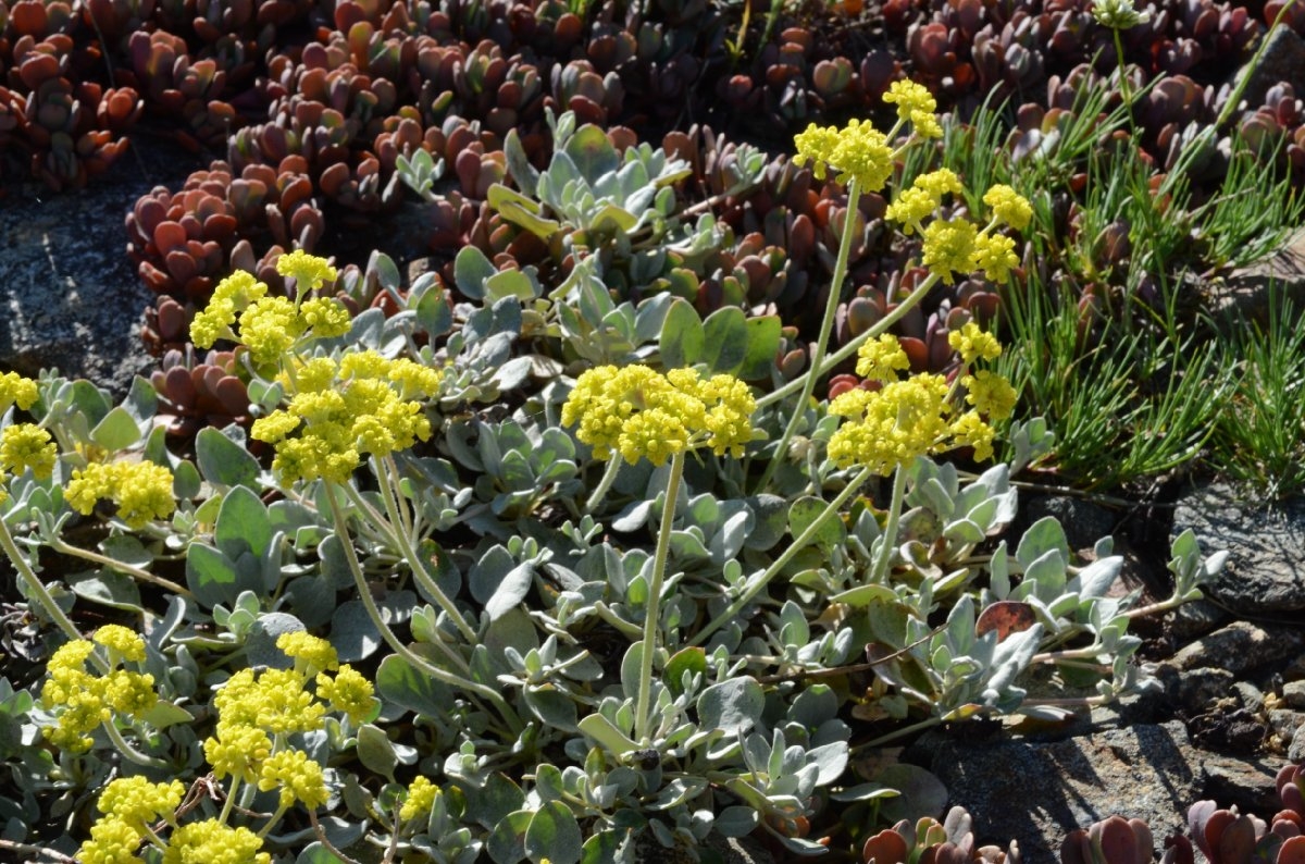 Eriogonum diclinum