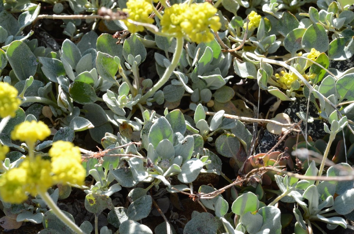 Eriogonum diclinum