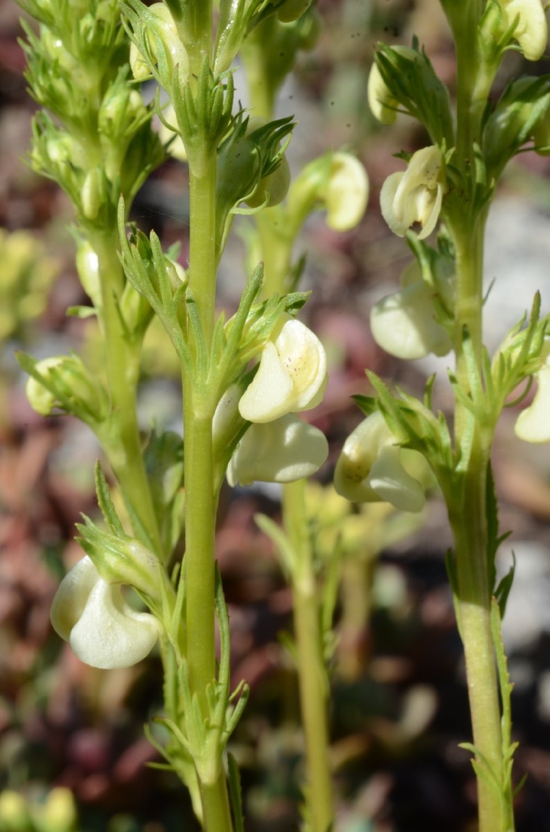 Pedicularis bracteosa var. flavida