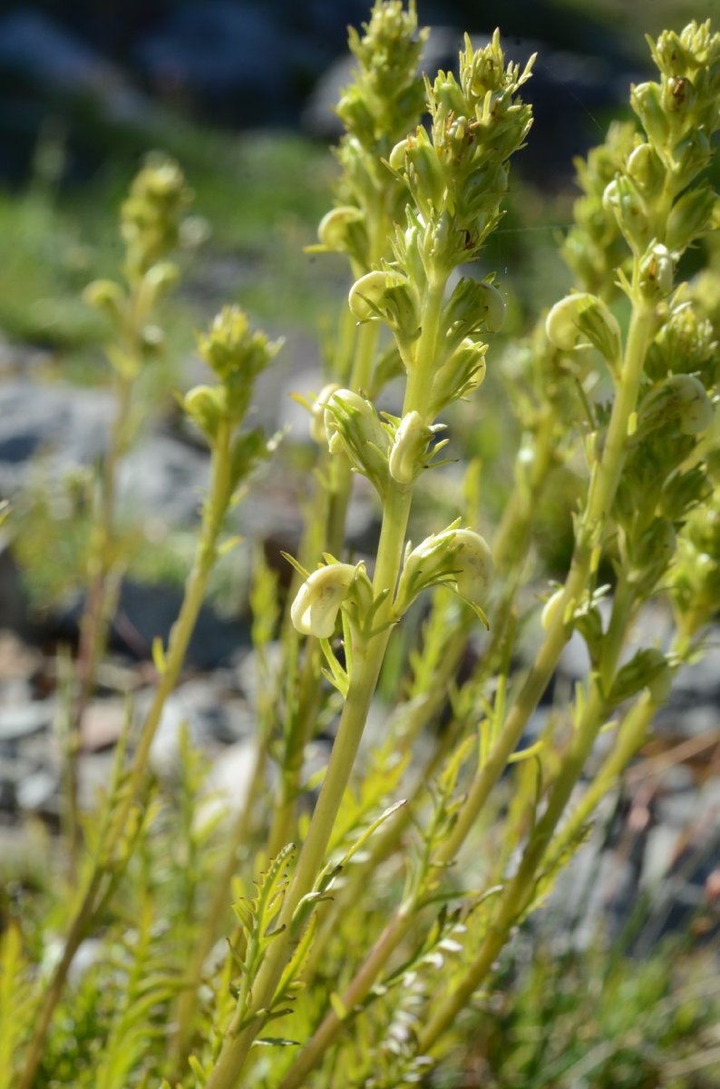 Pedicularis bracteosa var. flavida