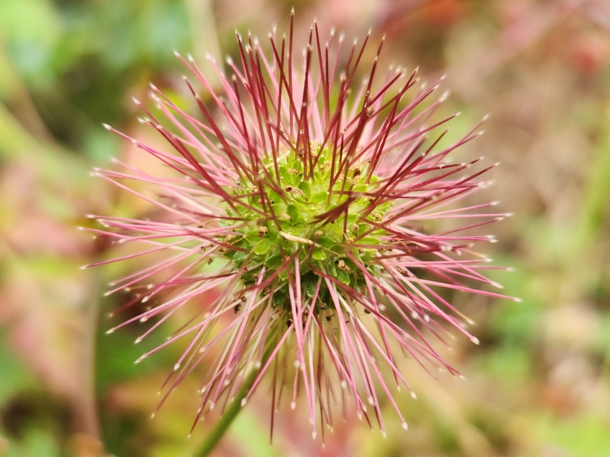 Acaena novae-zelandiae