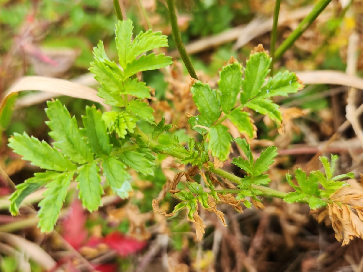 Acaena novae-zelandiae