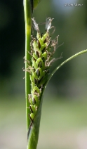 Carex aquatilis var. aquatilis