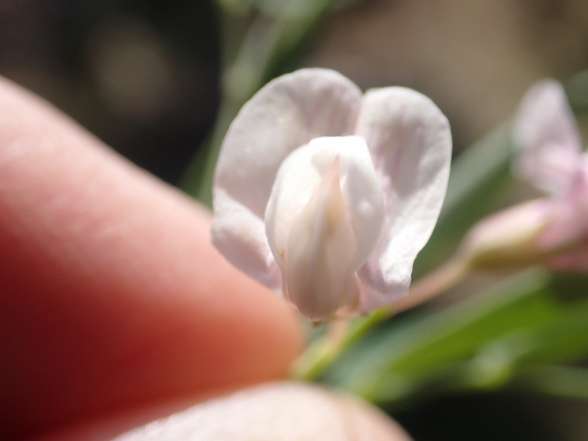 Lathyrus lanszwertii var. aridus