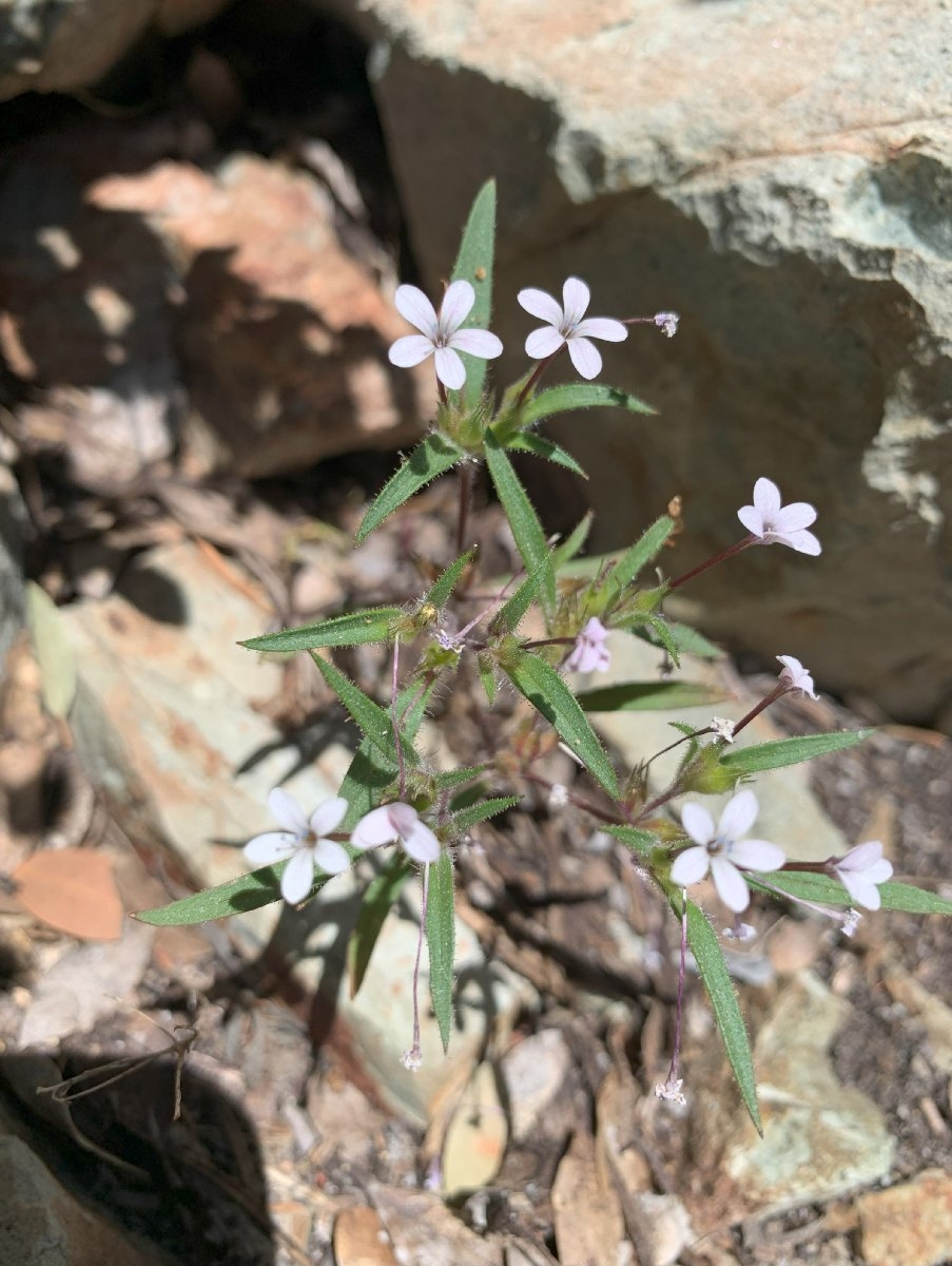 Collomia tracyi