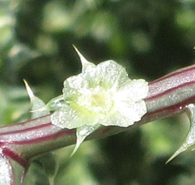 Salsola kali