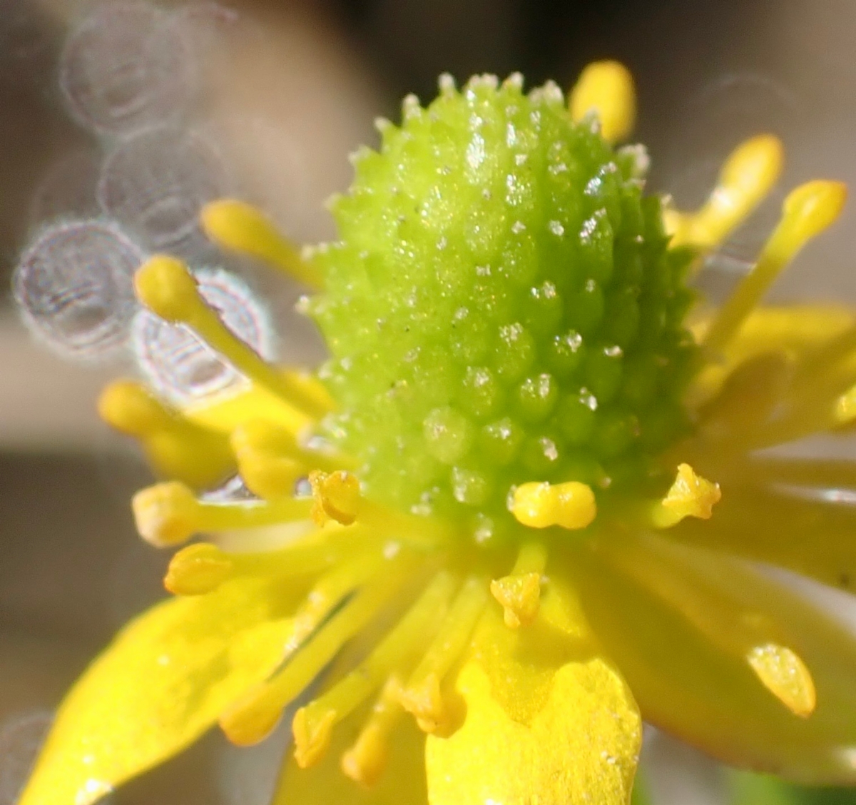 Ranunculus cymbalaria