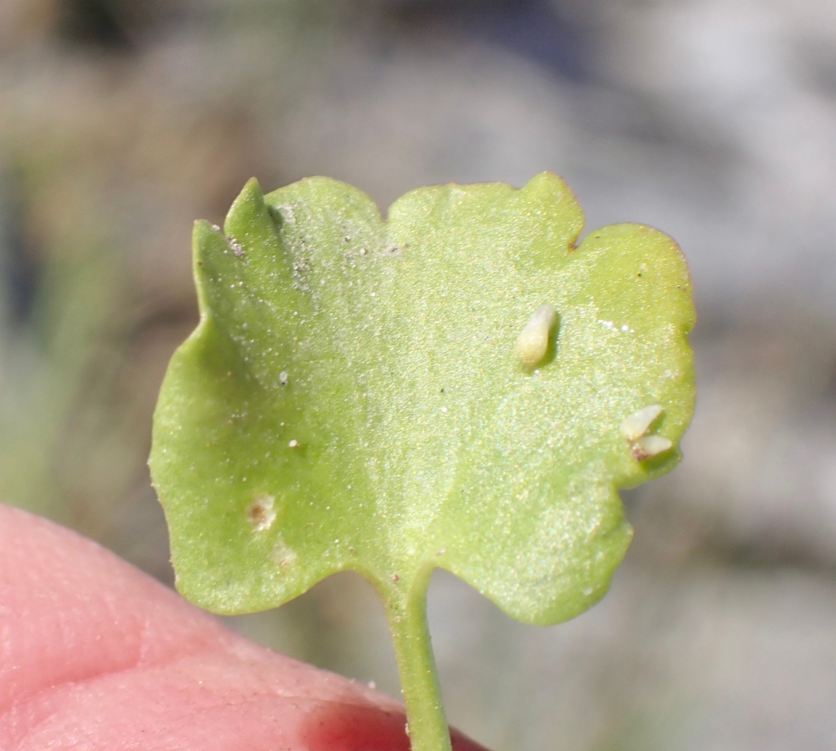 Ranunculus cymbalaria