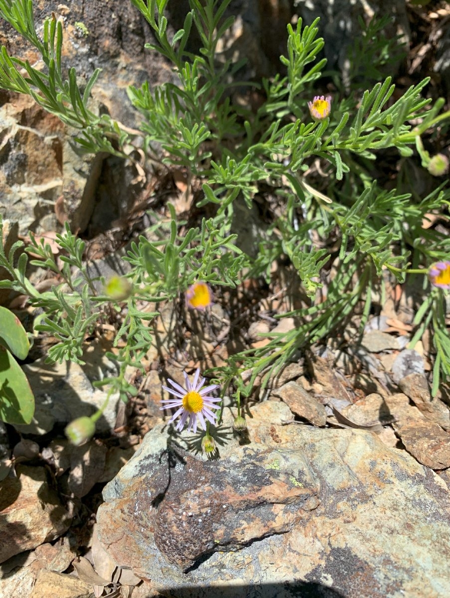 Erigeron klamathensis