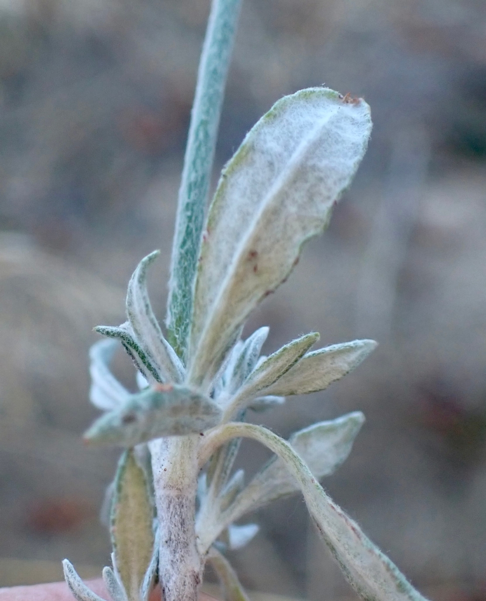 Eriogonum wrightii var. subscaposum